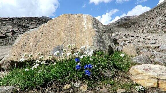 欧洲阿尔卑斯山大格洛克纳山区的龙胆植物奥地利
