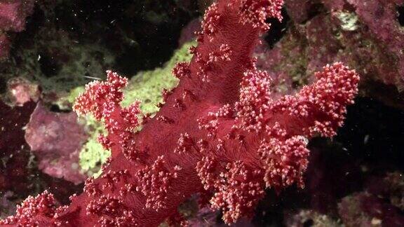 水下放松视频关于红海珊瑚礁