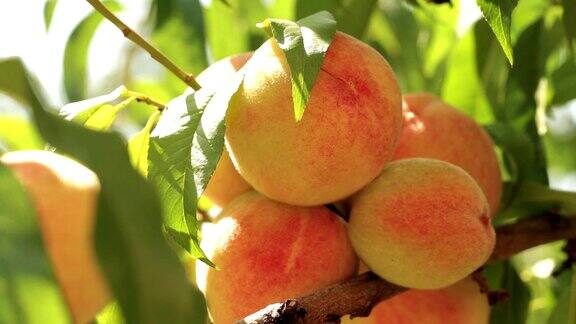 成熟的桃子挂在树枝上
