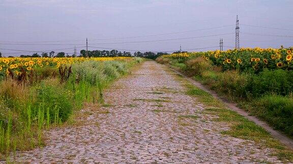 田野里的旧石路