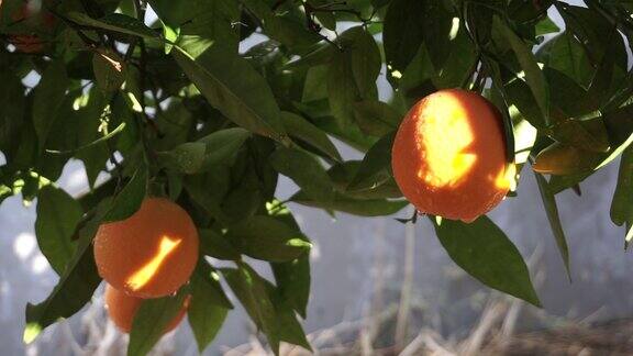有机橙果树