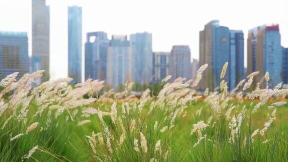 城市背景上的芦苇特写