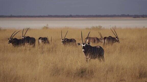 非洲纳米比亚埃托沙国家公园的一群南非羚羊