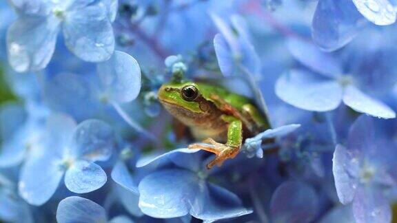 绣球花上的青蛙