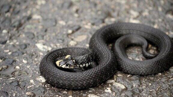 黑色natrix草蛇蜷缩在人行道上
