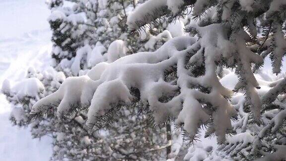 雪花轻轻地飘落在雪白的云杉树枝上