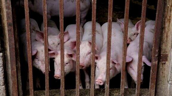 一群养殖猪在猪舍