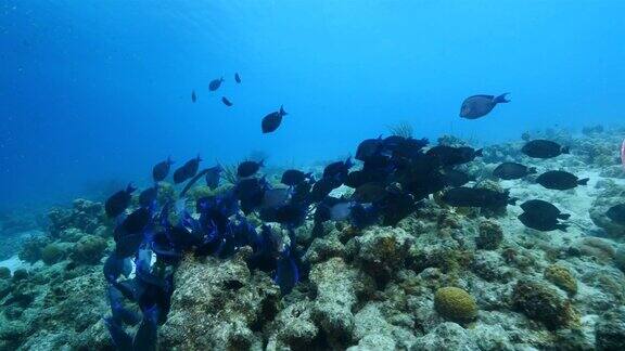 珊瑚礁海景在加勒比海库拉索岛附近的潜水地点里夫圣玛丽