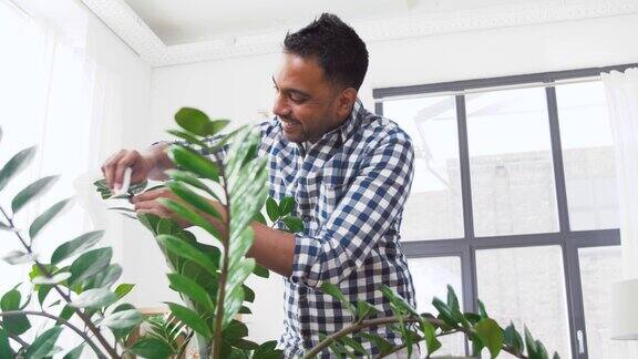 印度男子在家清洁室内植物