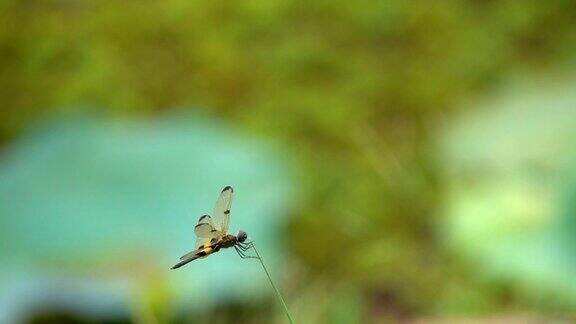慢镜头美丽的蜻蜓在早晨的草地上飞行
