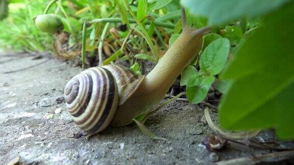 蜗牛在石头上爬行吃树叶耳蜗在地上爬行吃草