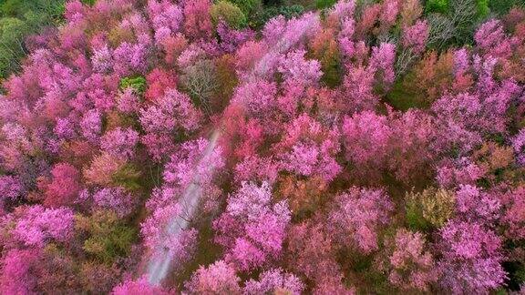 泰国森林里的樱桃树美丽的粉红色花朵4K无人机镜头泰国