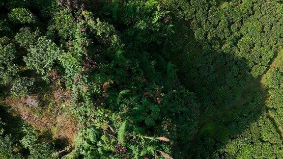 印度大吉岭的茶园鸟瞰图无人机拍摄的绿色小山丘上的大片绿色茶园
