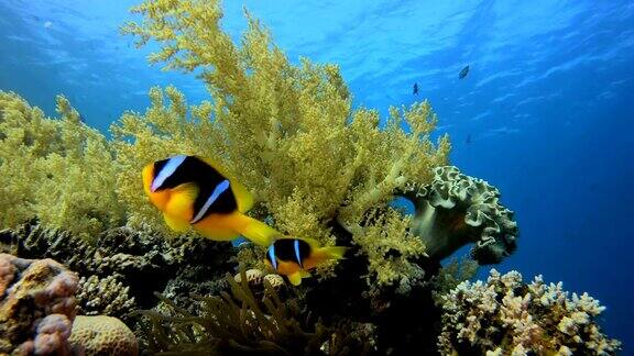 热带珊瑚和小丑鱼