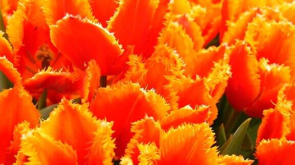 美丽的盛开温柔的新鲜的橘红色郁金香在早春荷兰公园荷兰