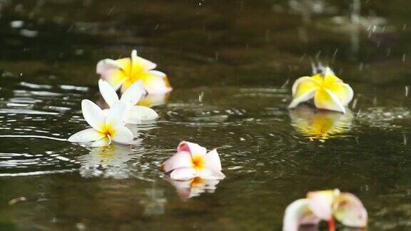 在泰国的雨季雨点落在地板上上面有五颜六色的花朵