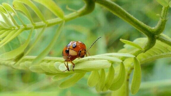 热带雨林树叶上的瓢虫