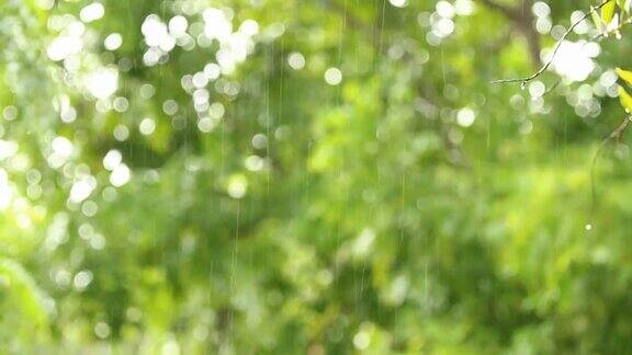 雨滴与模糊的树背景