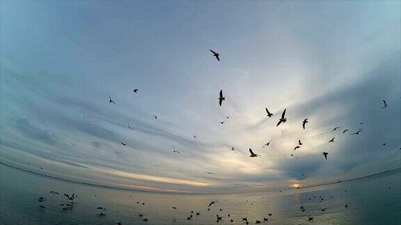 天空中有海鸥缓慢的运动