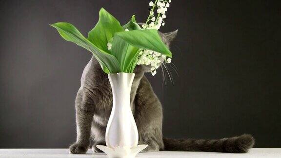 猫试图吃铃兰在家里对猫最有毒的植物