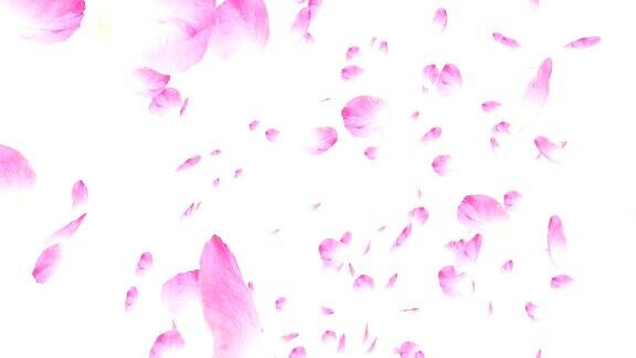 粉红色的玫瑰花瓣飘落情人节慢动作高清动画近距离在白色背景