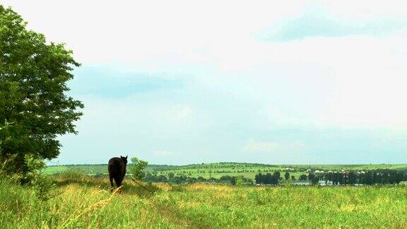 马在树旁的夏季田野上吃草