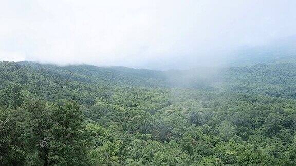 有雾的雨林