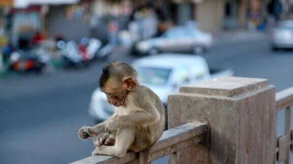 泰国华富里镇的小猴子