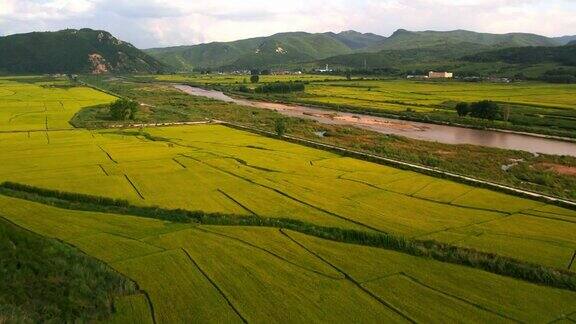 水稻谷物种植区鸟瞰图