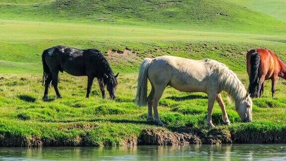 马在绿草地上吃草
