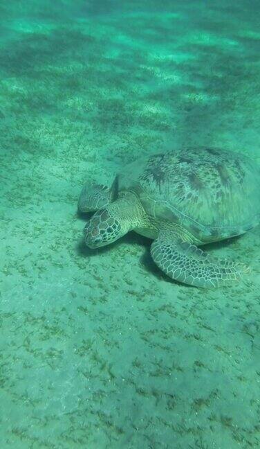 慢镜头海龟绿在沙质海床上吃海草绿海龟(Cheloniamydas)特写水下拍摄