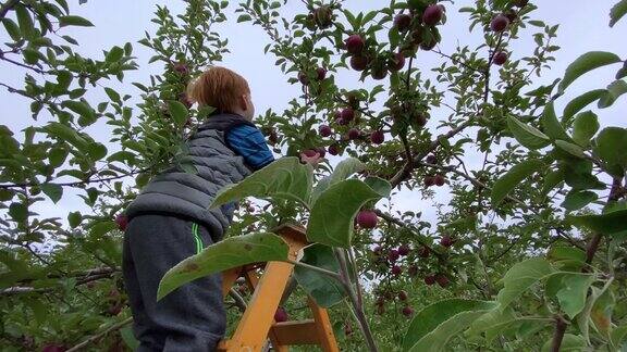红发少年与家人在果园秋天摘苹果