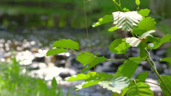 自然纯净的原水在森林中流动4k慢动作60帧秒