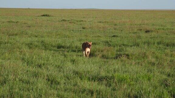 非洲狮在捕食猎物后走过牧场