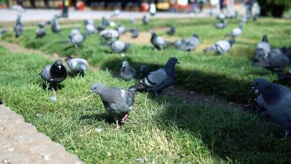 鸽子在公园里喂食