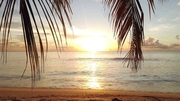 加勒比海的日落透过海滩上的棕榈树
