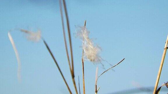 被风吹动的草叶上的白色羽毛