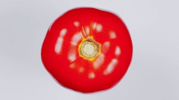 收获成熟的红番茄Tomatoe旋转俯视图