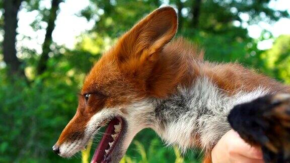 一只红色狐狸的肖像