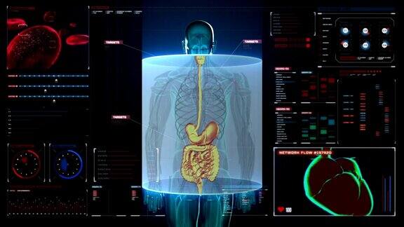 人体内脏数字显示消化系统前视图