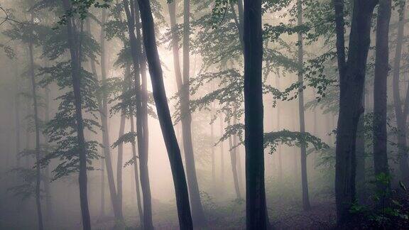 美丽的大自然在清晨的薄雾春天绿色森林与阳光和雾薄雾木4k视频