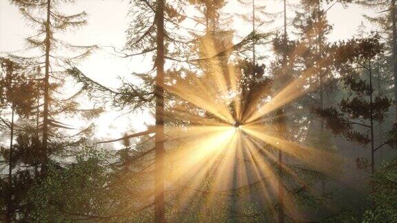 夕阳的光芒照亮了松树