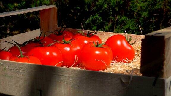 一只手把成熟多汁的红色西红柿放在一个木盒子里的特写