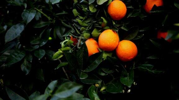 春天一串串成熟的橙子挂在橘子树上