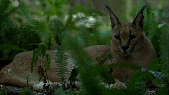 野猫躺在森林里