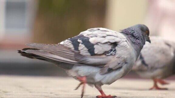 灰鸽子在城市街道上觅食的特写镜头