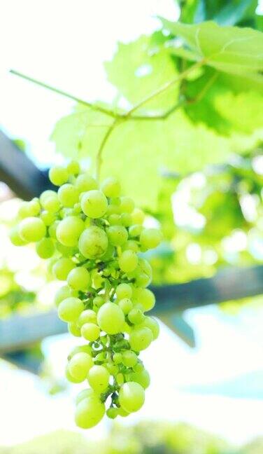 葡萄园里的葡萄正准备收割