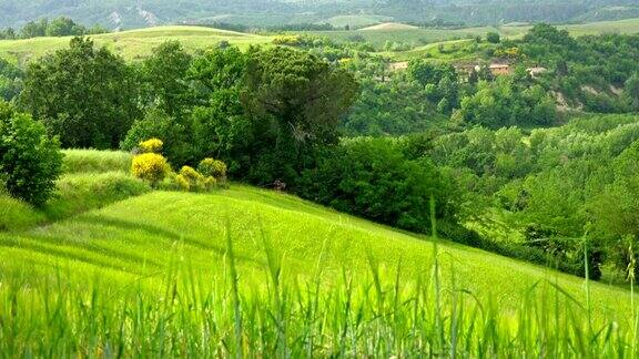 夏日的自然景观 绿色山丘