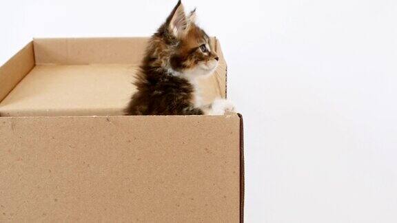 可爱的灰猫在纸板箱孤立在一个白色的背景好奇有趣的条纹猫藏在盒子里