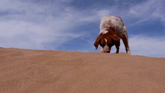 纯种狗在撒哈拉沙漠漫游